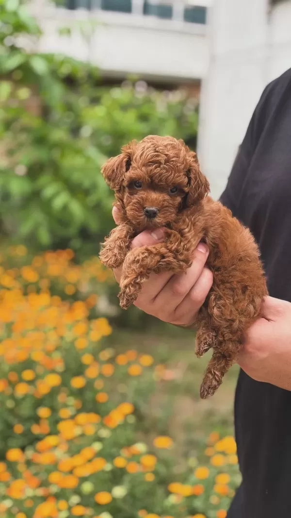 Minicik Maltipoo Yavrularımız