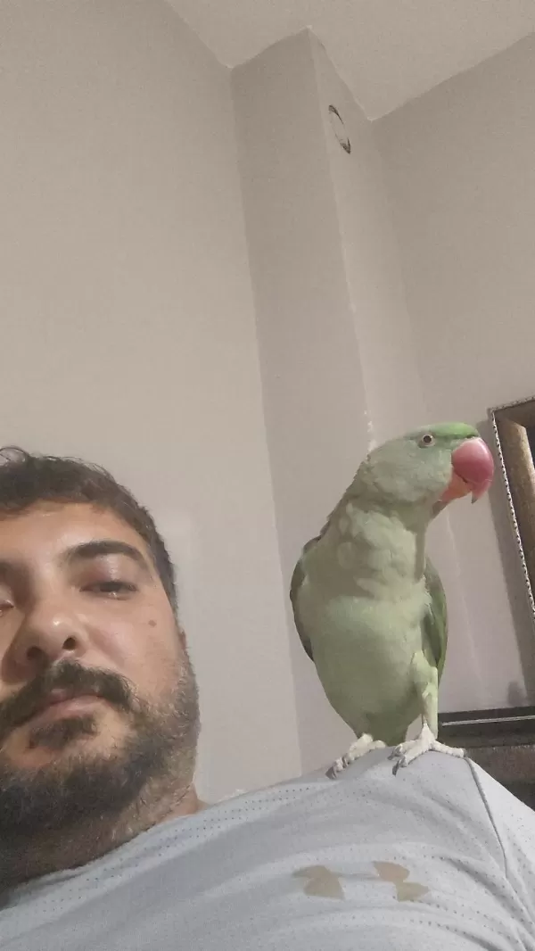 11 Aylık Yaşında Evcil Alexander Erkek Olabilir