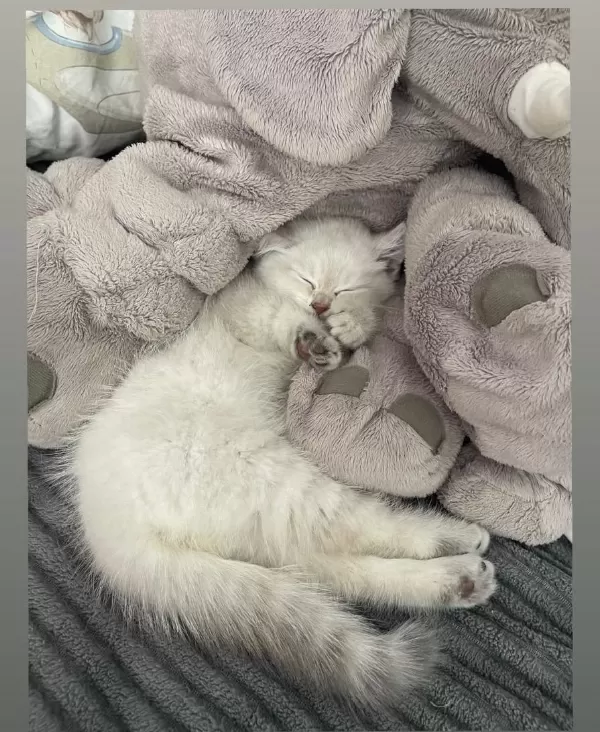 45 Günlük British Shorthair Bilgi İçin Mesaj Atınız