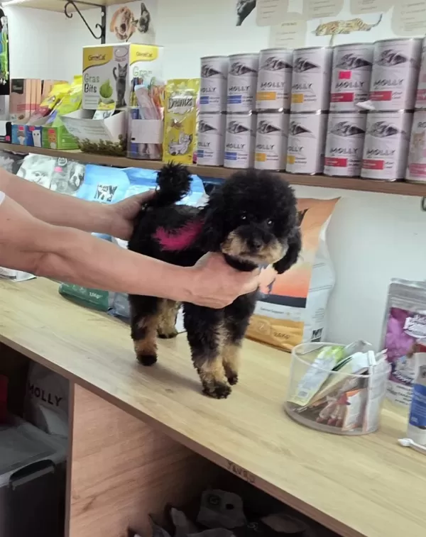 10 Aylik Dişi Kore Toy Poodle
