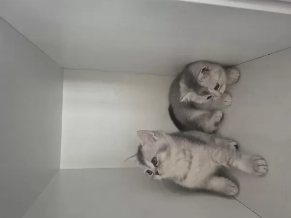 2 Aylık British Shorthair