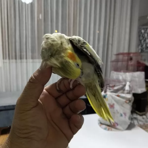 6 7 Aylık Sultan Papağanı
