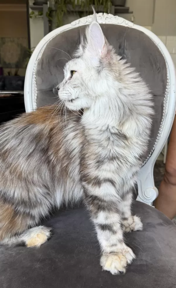Maine Coon Xxxl Polydactyl Dişi Silver 66/66