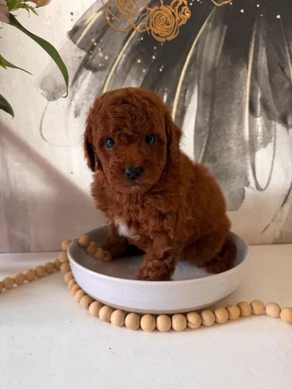 Toypoodle Yavrularımız