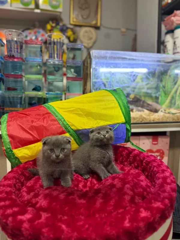 Dişi Erkek Ayıcık Surat Scottish Fold Bebekler