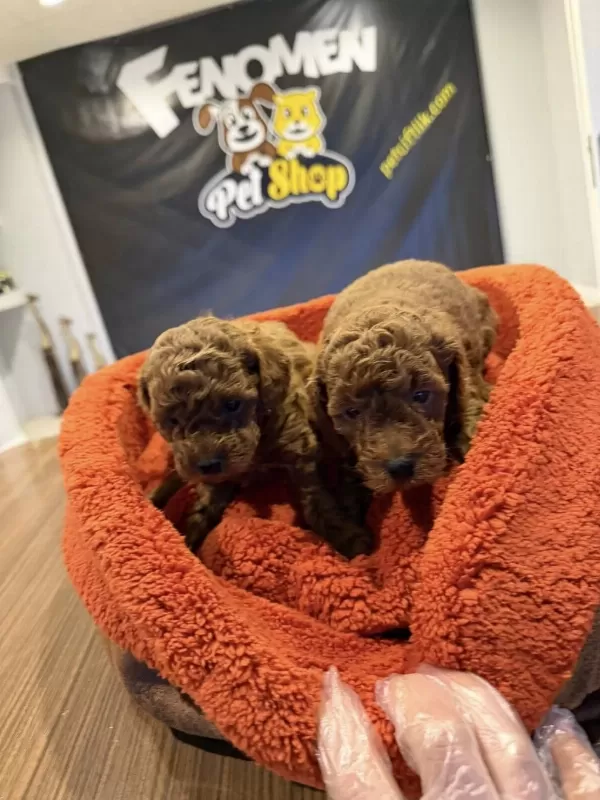 Wc Egitimli Toy Poodle Yavrularımız Fenomen Pets Ankara