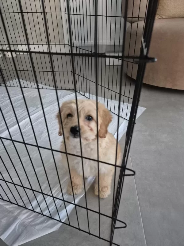 Moltipoo Ekipmanlariyla Birlikte