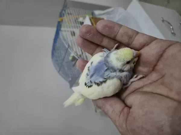 Renk Güzeli Dişi Yavru Uysal Muhabbet Kuşu