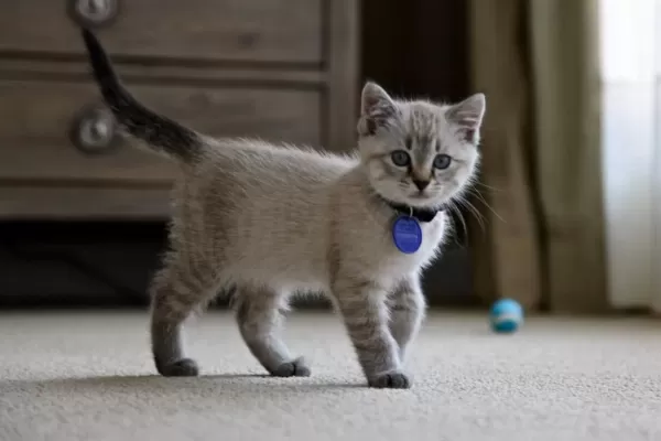 Mükemmel Kalitede British Shorthair Yavrularımız