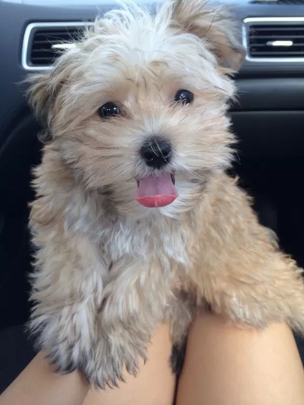 Morkie Adrese Teslim, Kapıda Ödeme Yapabilirsiniz