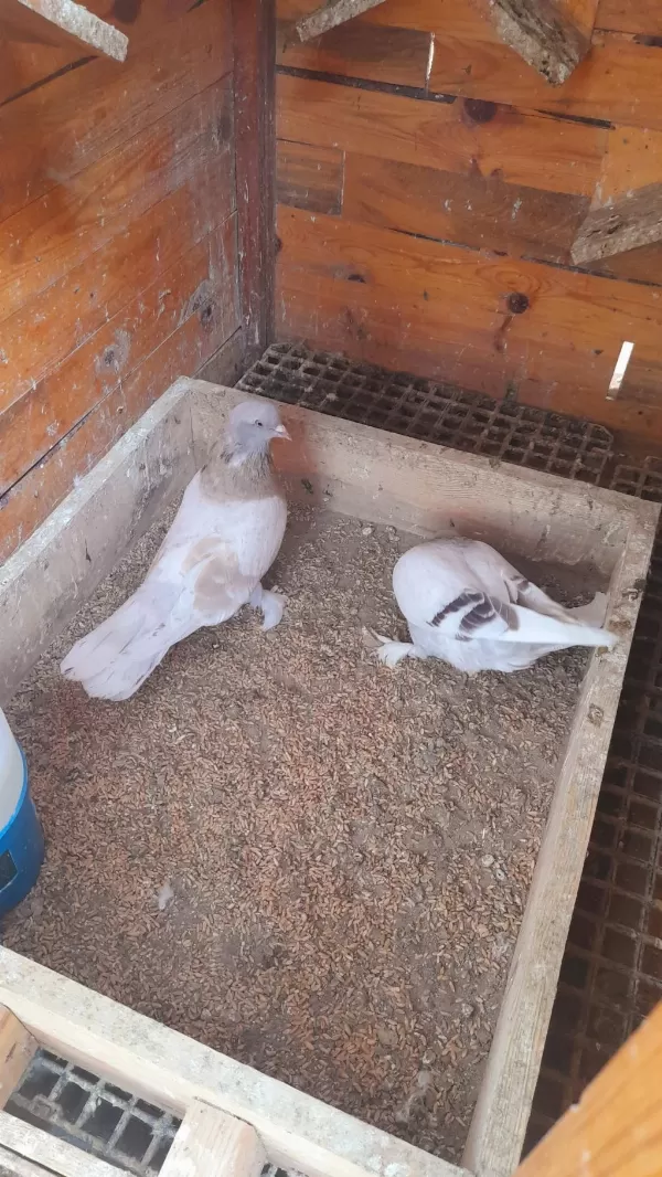 Limon Sari Erkek Güvercin 81 İle Gönderim Yapariz