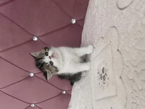 Ev Doğdu Çok Kaliteli Yavru Kedimiz