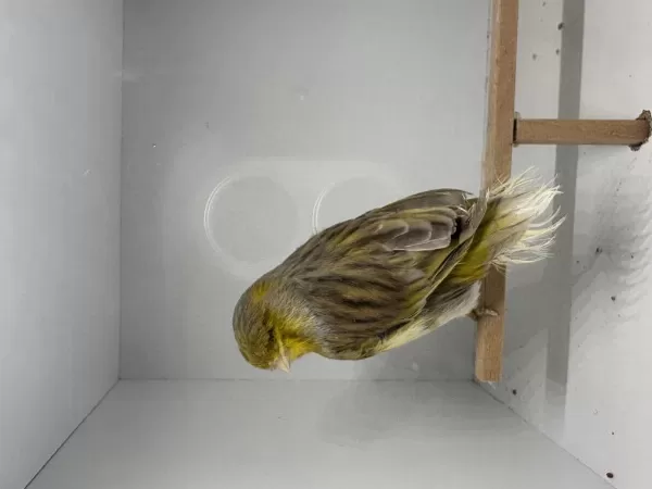 Ötümde Erkek Gloster Kanarya