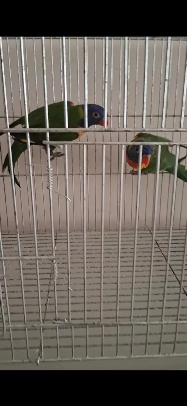 Harika Takım Lori Papağanı