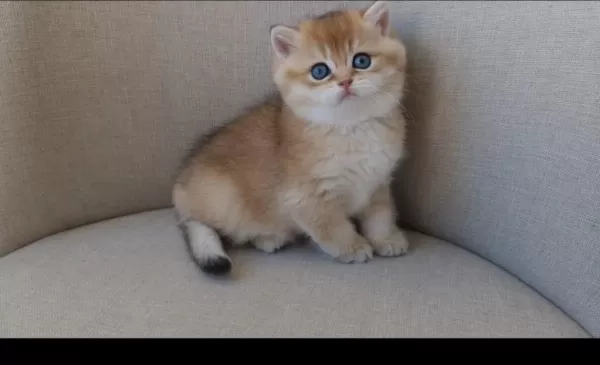 Dişi Golden British Shorthair