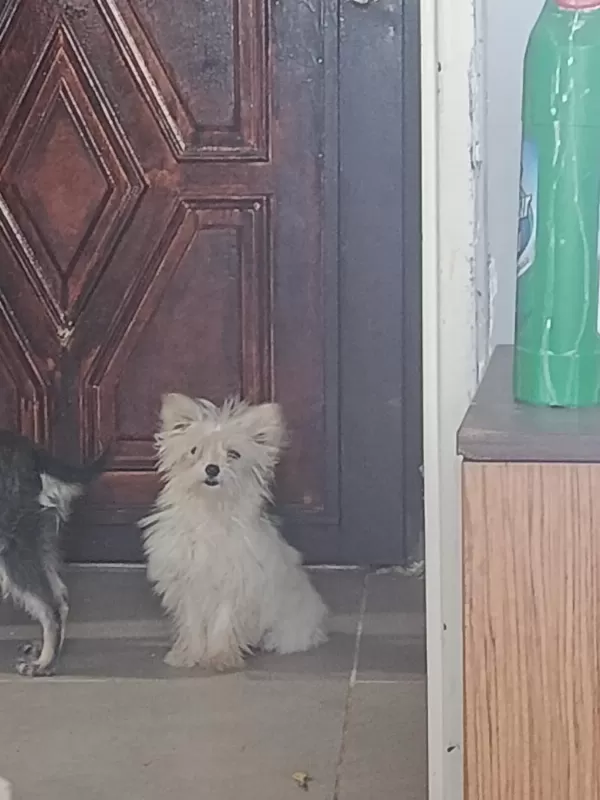 Tatlış Yorkshire Terrier Bebek
