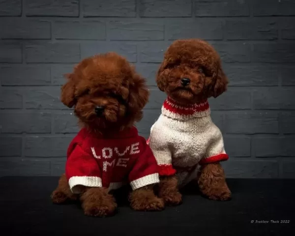 Ruhsatli Çiftlikten Toy Poodle Bebekler