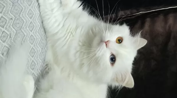 2 Yaşındaki Kedimiz Takip Koşulu Sahiplendirilecektir