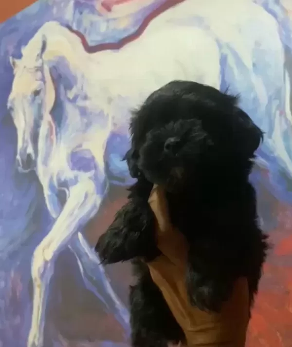Safkan Kaliteninde Kalitesi Maltipoo Yavrular
