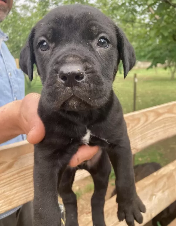 Siyah Panter Cane Corso Bebişler