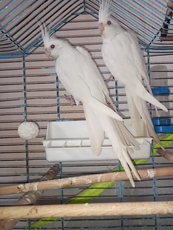 Bir Çift Orijinal Albino Kırmızı Göz Sultan Papağanı