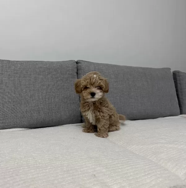 Ev Doğumlu Poodle Yavrum