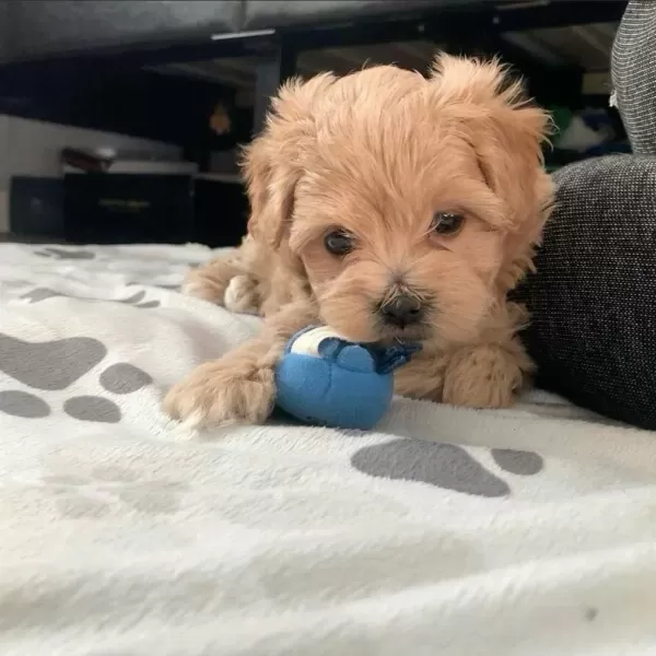 Maltipoo Bebekler Kore