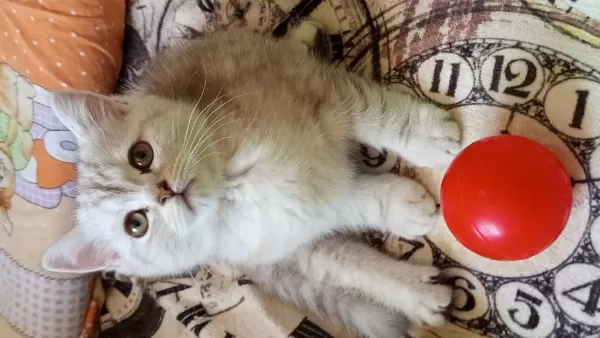 British Shorthair Ve British Golden Yavrularımız