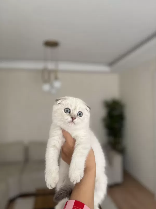 Scottish Fold Silver Yavrularim