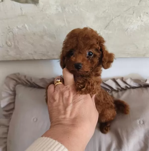 Toypoodle Yavrularımız