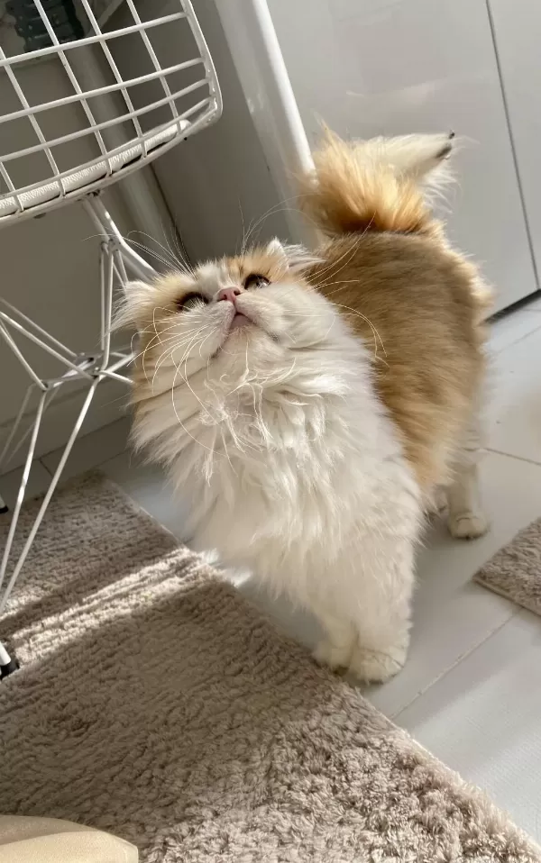 Muhteşem Güzellikte British Longhair