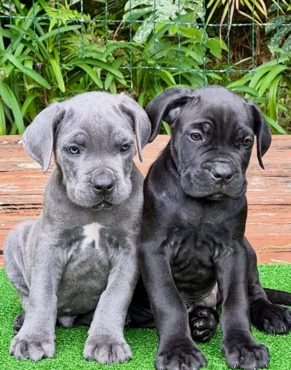 A Scrli Anne Babadan Cane Corso Yavrular Kapıda Ödeme