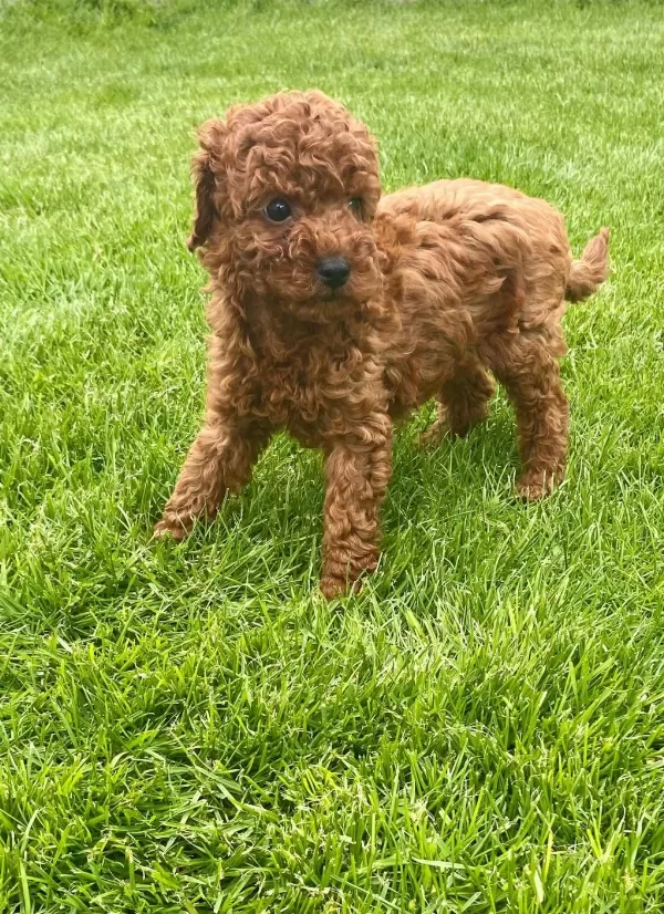 Red Brown A Kalite Orjinal Toy Poodle Yavrular
