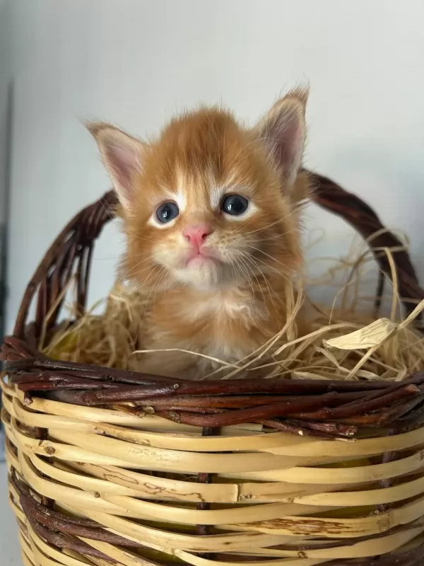 Sağlik Ve İrk Garantili Minik Maine Coon Devler