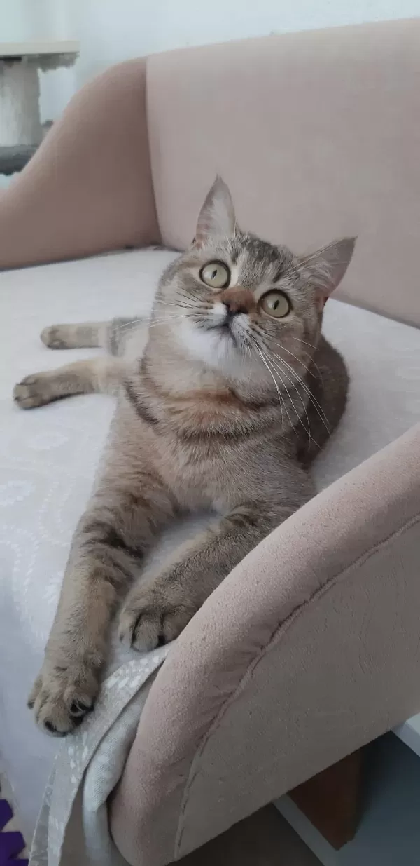 British Shorthair Evcilmen Yavrumuz