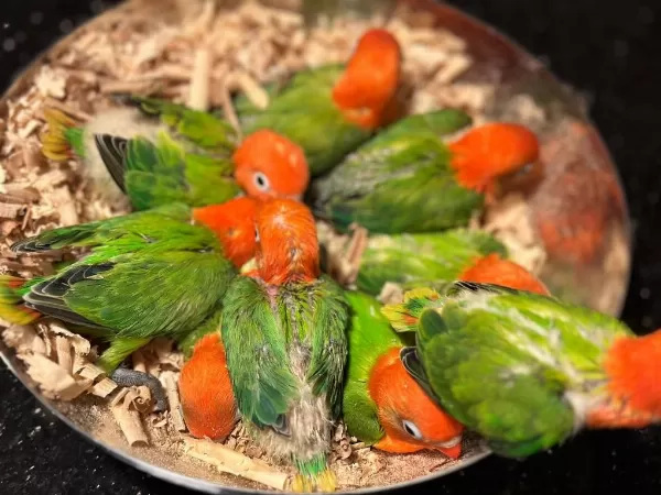 El Besleme Cennet Papağanı Bebekler