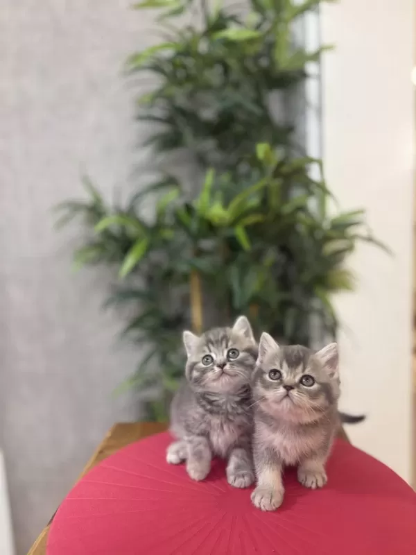 British Shorthair A Kalite Yavrularim