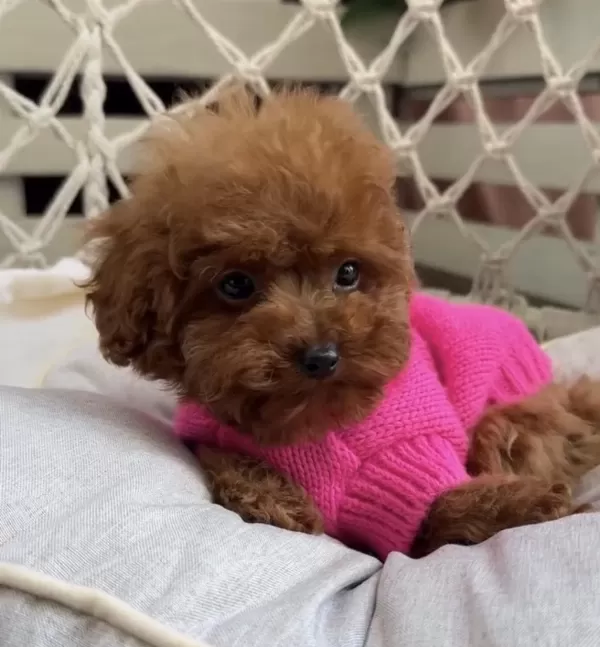 Toypoodle Yavrularımız