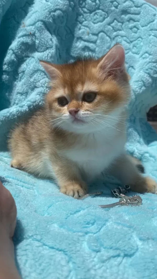 Ny12 Erkek British Shorthair