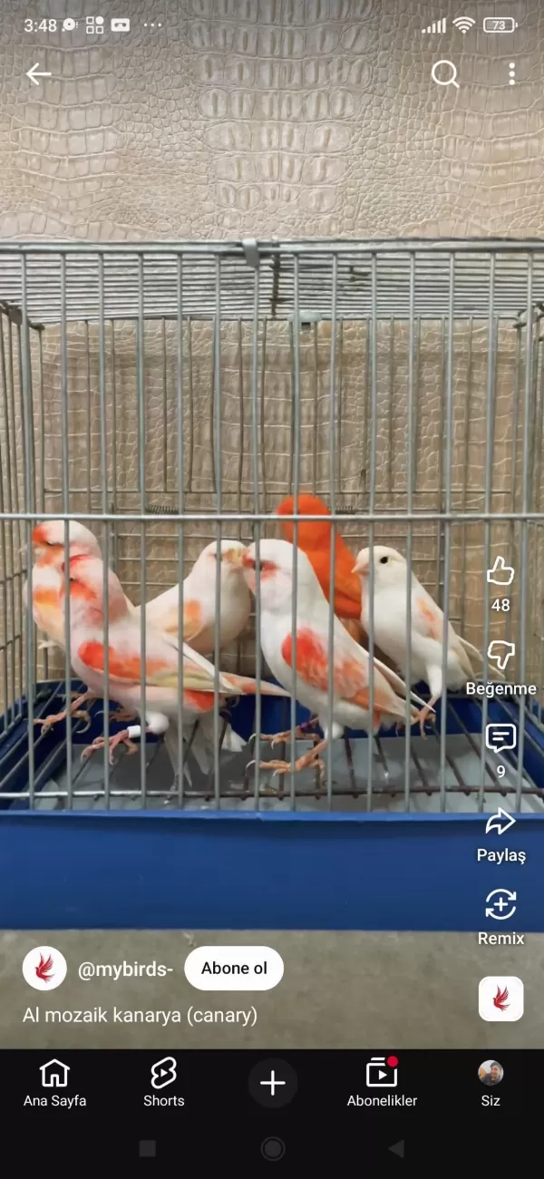 Almozaik Kanaryalar Üst Düzey