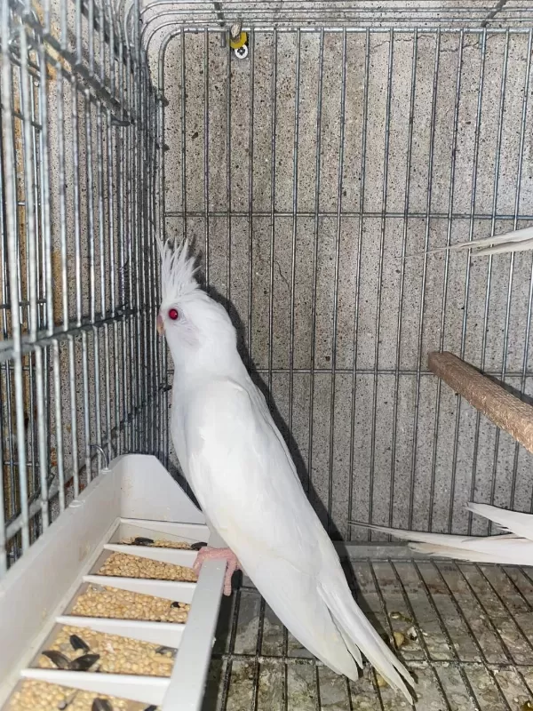Lutino Ve Albino Sultan Papağanı Yavrular