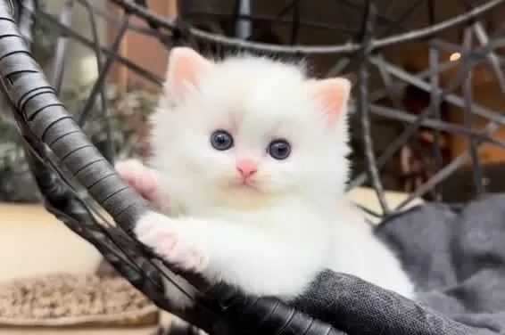 Şampiyon Soyundan Gelen Safkan Ragdoll Yavruları
