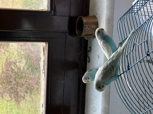 Yeni Yeme Düşmüş Yavru Muhabbet Kuşları