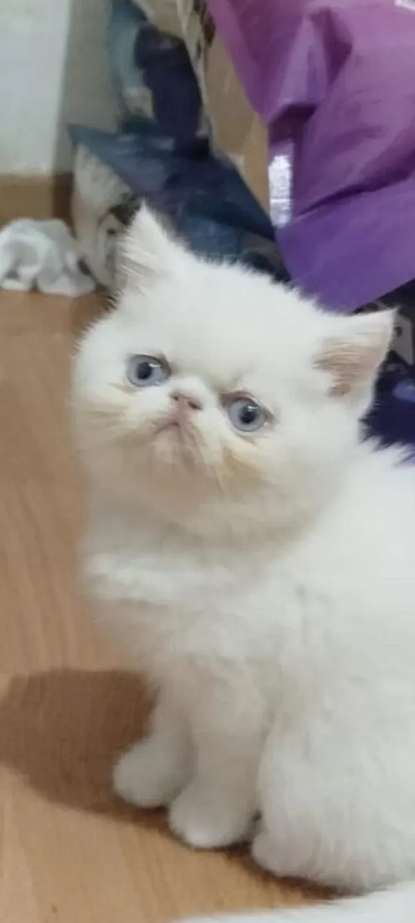 Exotic Shorthair Erkek