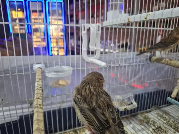 Sakacılara Kırmızı Agat Dişi Ve Erkek Kanarya