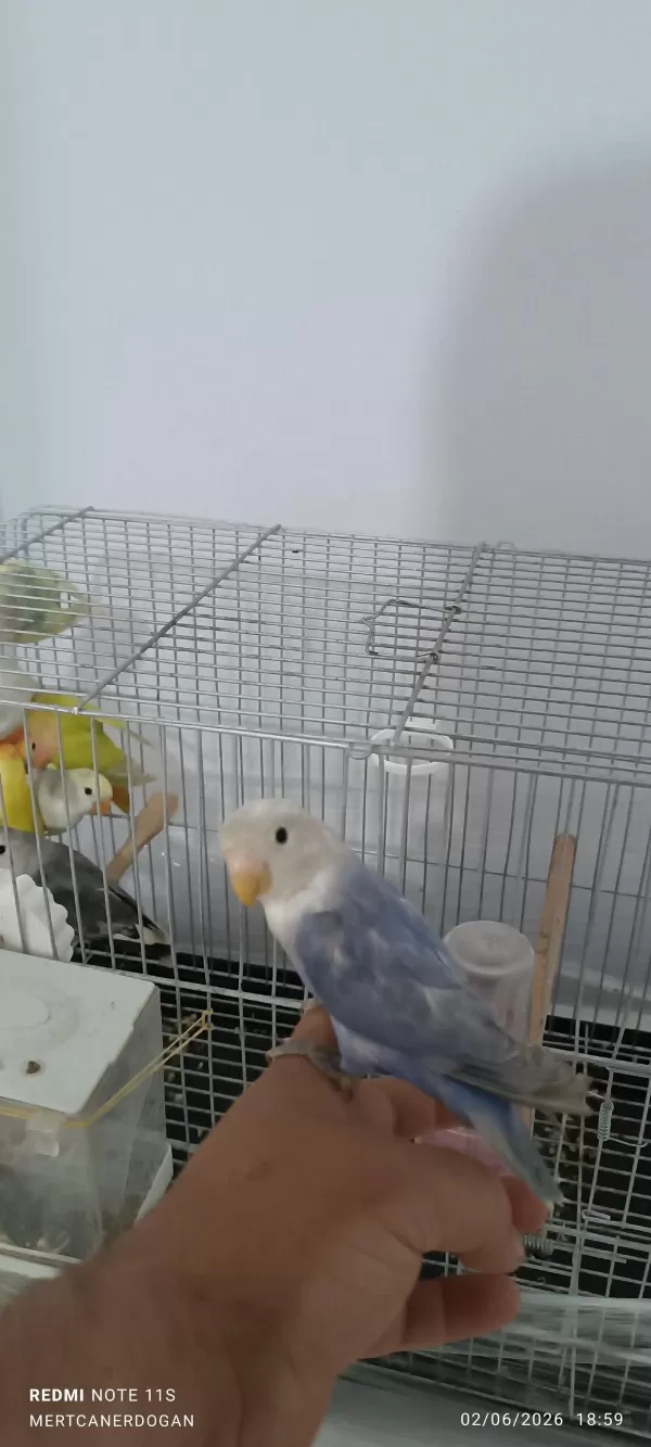Sevda Papağani Yeni Yeme Düşmüş