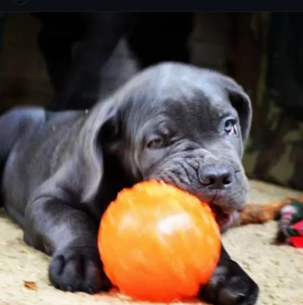 Asil Cane Corso Yavrular