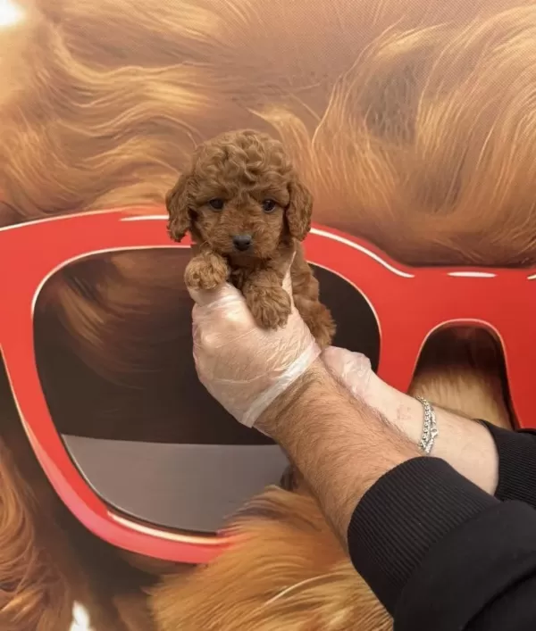 Toy Poodle Babyface Yavrularımız
