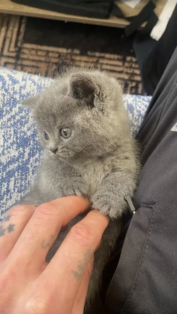 British Shorthair Blue Bebek
