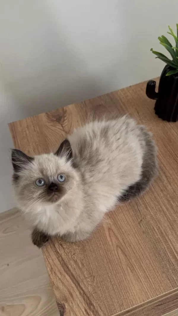 British Shorthair Yavrumuz